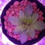 First Grow: ChemISSTree and Starry Night