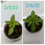 Bananium 1st Grow