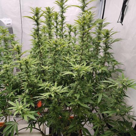 Pink Gelato in Jacuzzi