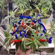 Auto in Auto and other small grows