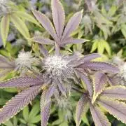 Zoap Rosé in swimming school