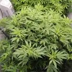 Zoap Rosé in swimming school