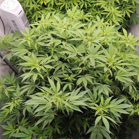 Zoap Rosé in swimming school