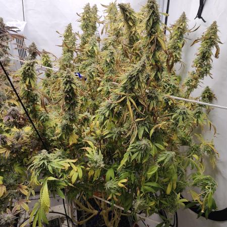 Pink Gelato in Jacuzzi