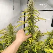 Pink Gelato in Jacuzzi