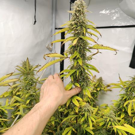 Pink Gelato in Jacuzzi