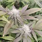 Zoap Rosé in swimming school