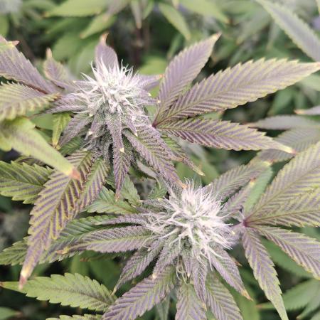 Zoap Ros茅 in swimming school