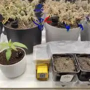 Auto in Auto and other small grows