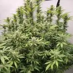 Pink Gelato in Jacuzzi