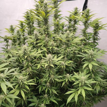 Pink Gelato in Jacuzzi