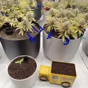 Auto in Auto and other small grows