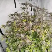 Zoap Rosé in swimming school