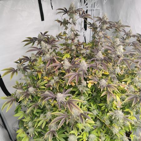 Zoap Rosé in swimming school