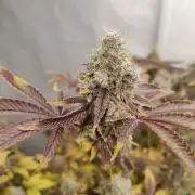 Zoap Rosé in swimming school