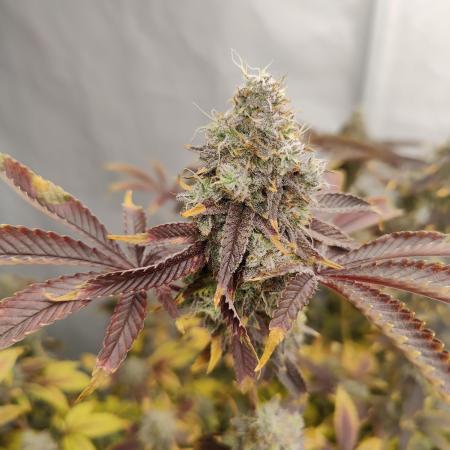 Zoap Rosé in swimming school