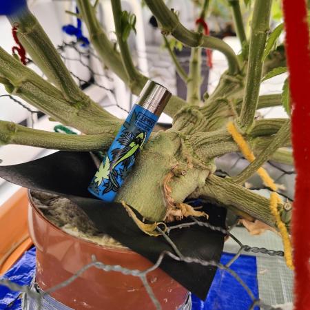 Zoap Rosé in swimming school