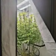 Pink Gelato in Jacuzzi