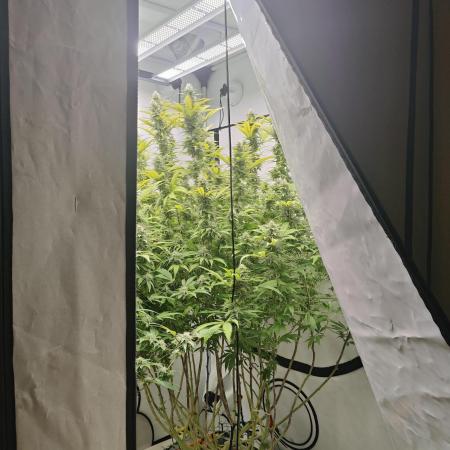 Pink Gelato in Jacuzzi