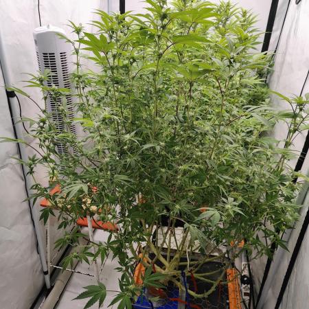 Zoap Rosé in swimming school