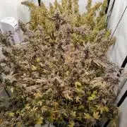 Zoap Rosé in swimming school