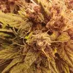 Red Poison Auto 1st Attempt
