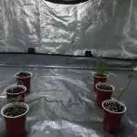 First Grow