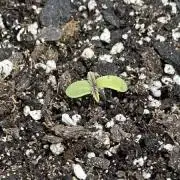Basement Farmer
