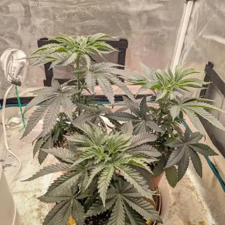 Purest Indica