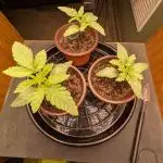 Purest Indica