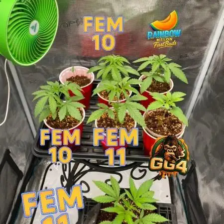 Fem 10