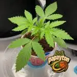 Papayton