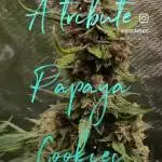 Papaya Cookies 