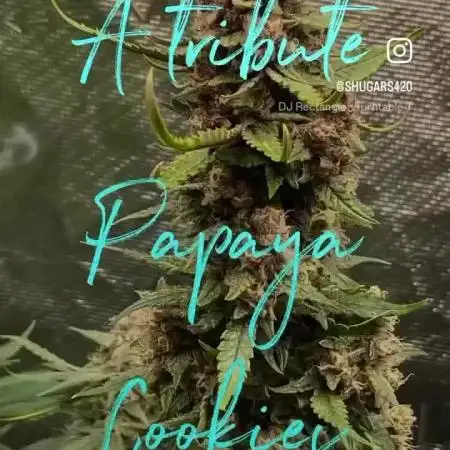 Papaya Cookies 