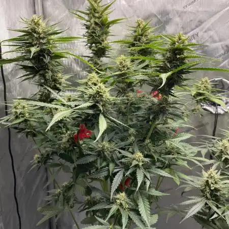 FBA2504 Tester