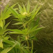 Pineapple Jack