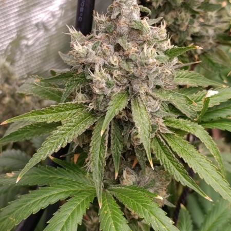 Cosmic Cheddar F1