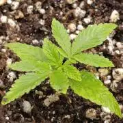 Super Boof RQS