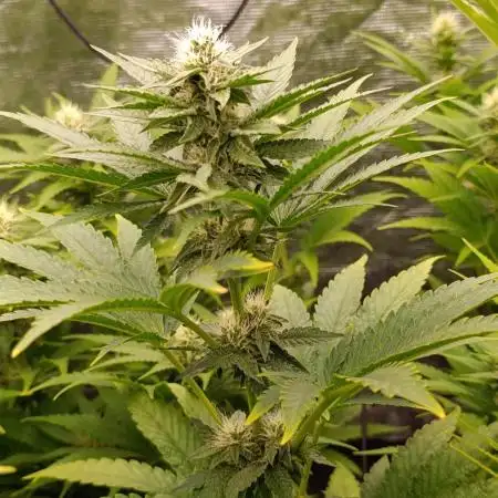 Biscotti Gelato Marshydro