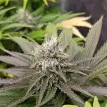 Ice Cream Haze Xpertnutrients