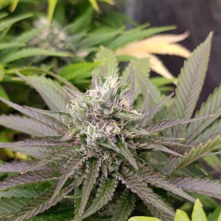 Ice Cream Haze Xpertnutrients