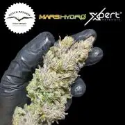 Ice Cream Haze Xpertnutrients