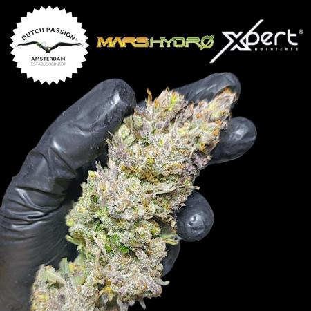 Ice Cream Haze Xpertnutrients