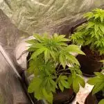 Papayton Xpertnutrients