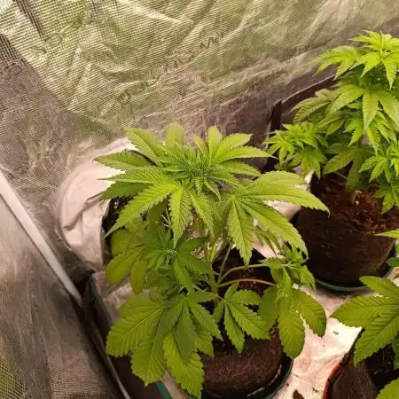 Papayton Xpertnutrients