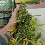 Mimosa Auto RQSCREW