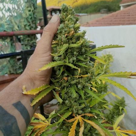 Mimosa Auto RQSCREW