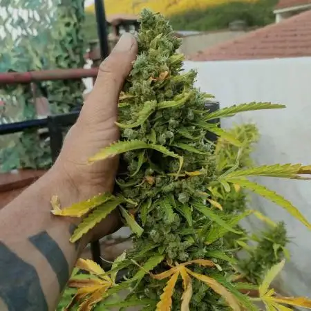 Mimosa Auto RQSCREW