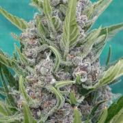 Strawberry Gorilla Rf3 Auto