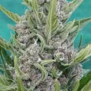Strawberry Gorilla Rf3 Auto